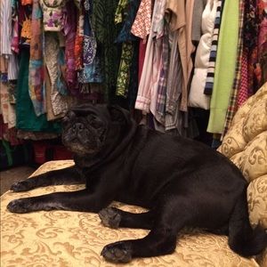 Winnie the pug